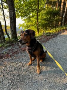 Il cane Paula nella foresta
