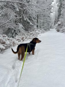 e61e5be1-d82f-4c7d-88d6-f77e1691b8de